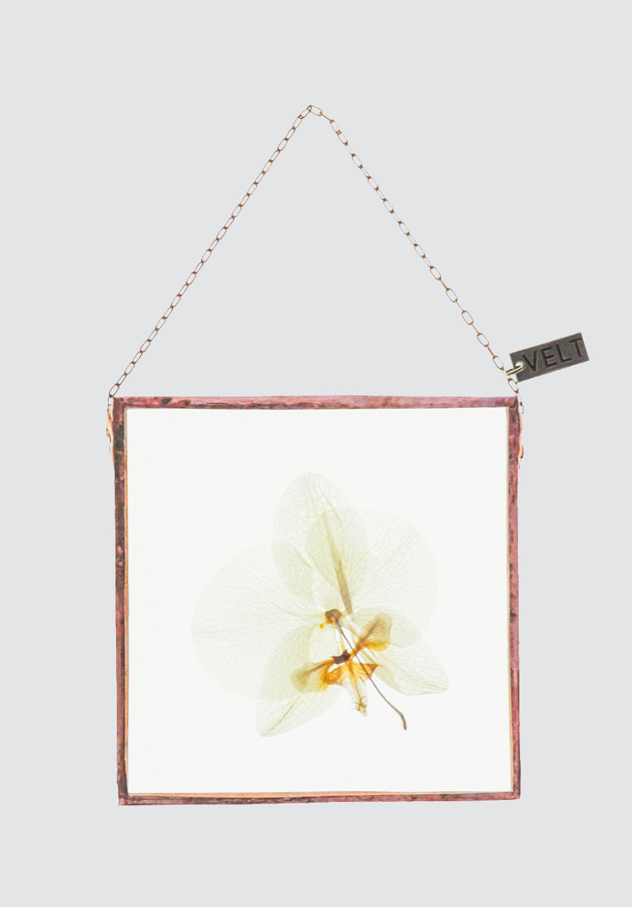 Orchid Blooms Botanical Art | Square Small