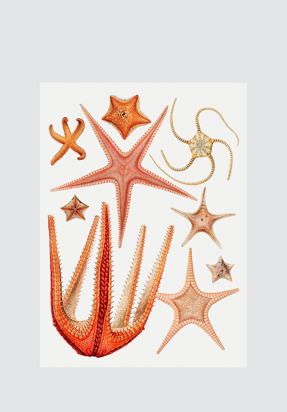 Starfish Variety 4 Print