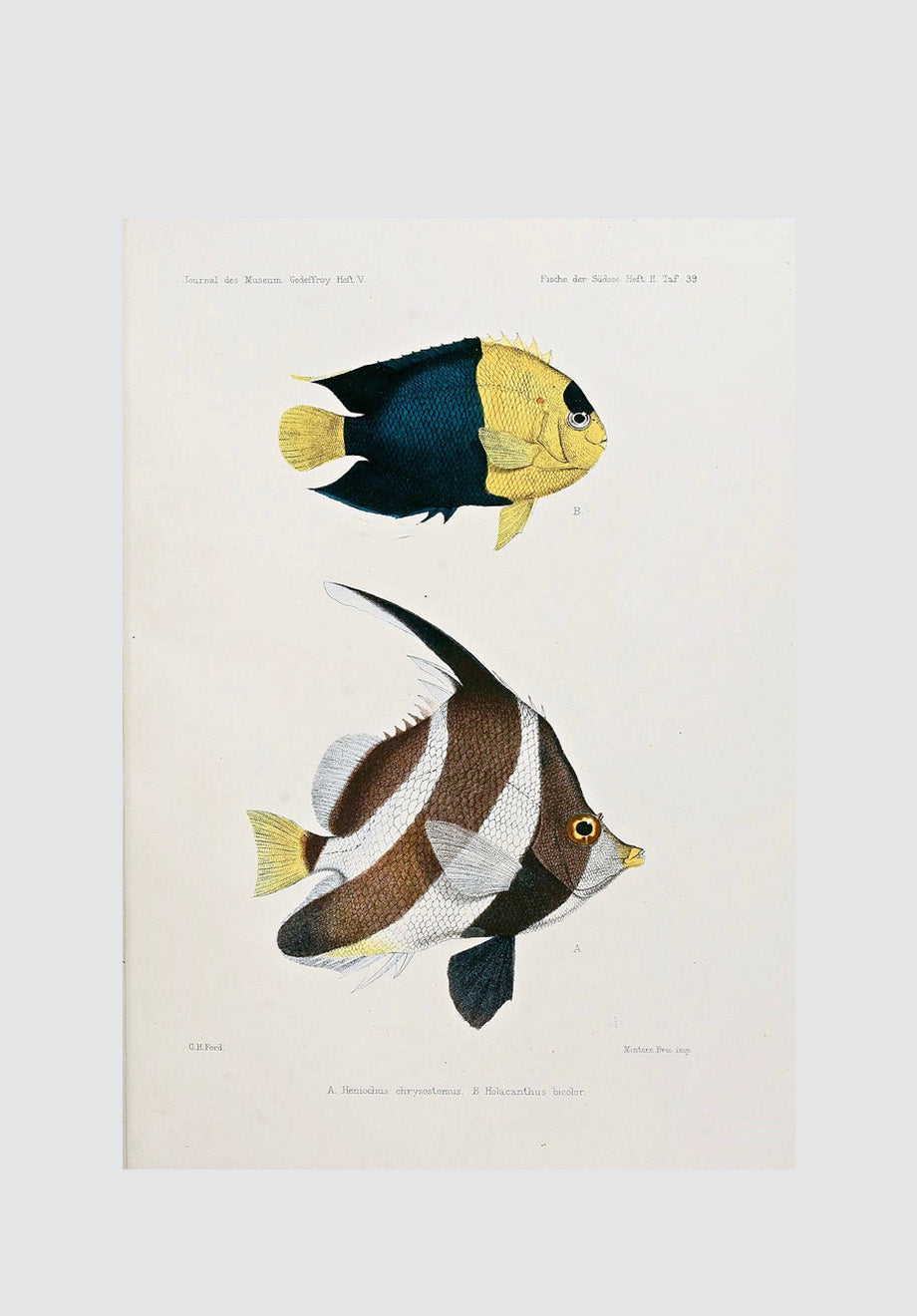 Vintage Tropical Fish 3 Print