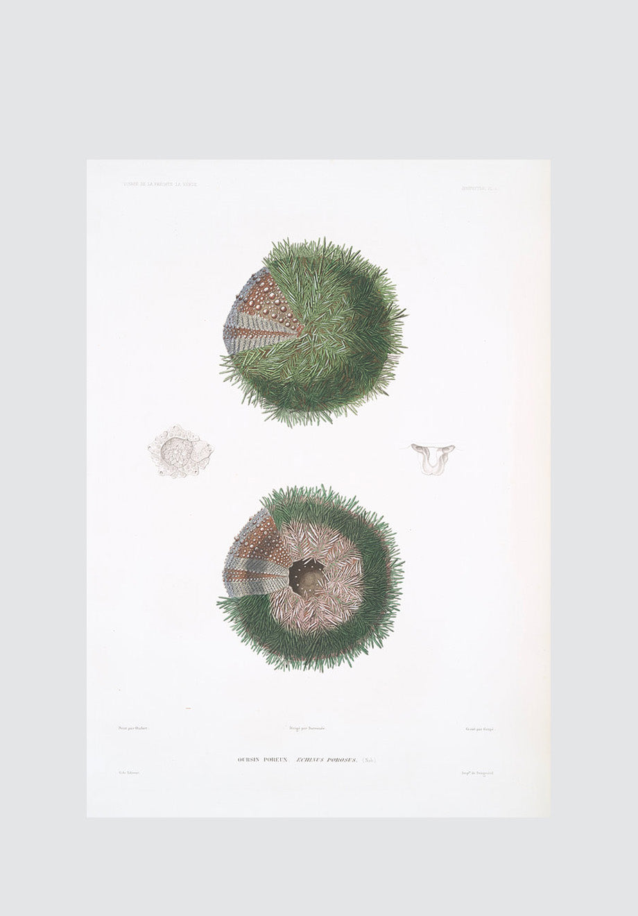 Sea Urchin Plate 5 Print