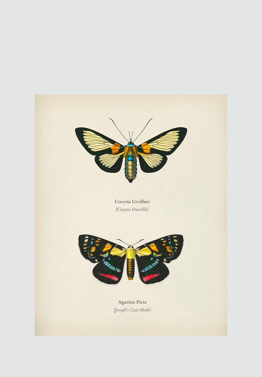 Moths & Butterflies 3 Print