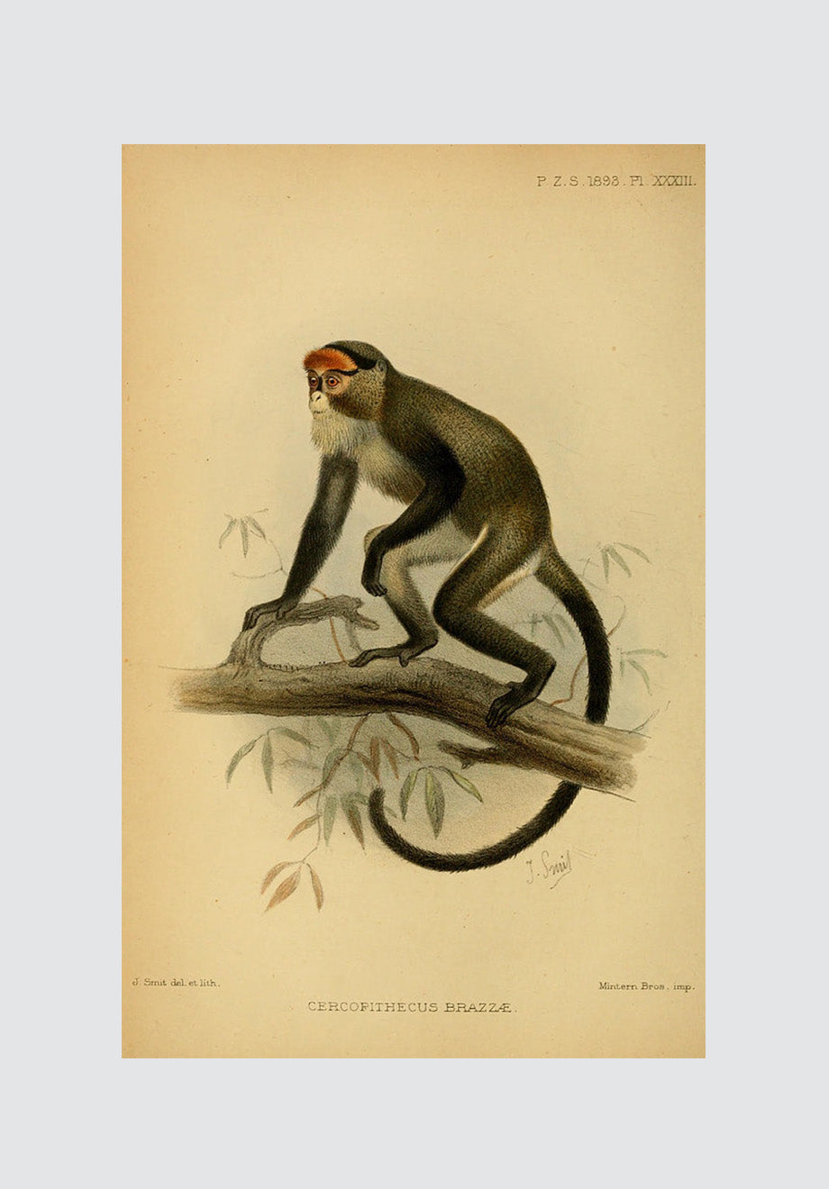 Vintage Monkey 4 Print
