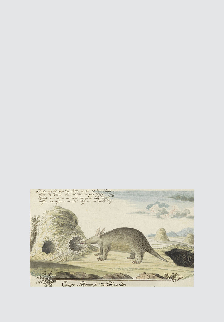 Aardvark (Anteater) & Anthill Print