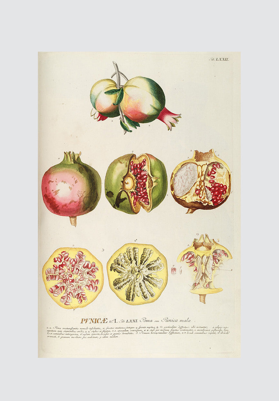 Vintage Pomegranate Detail Print