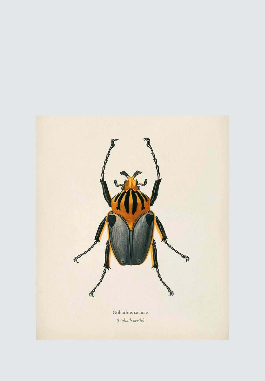 Beetle Plate 1 Print