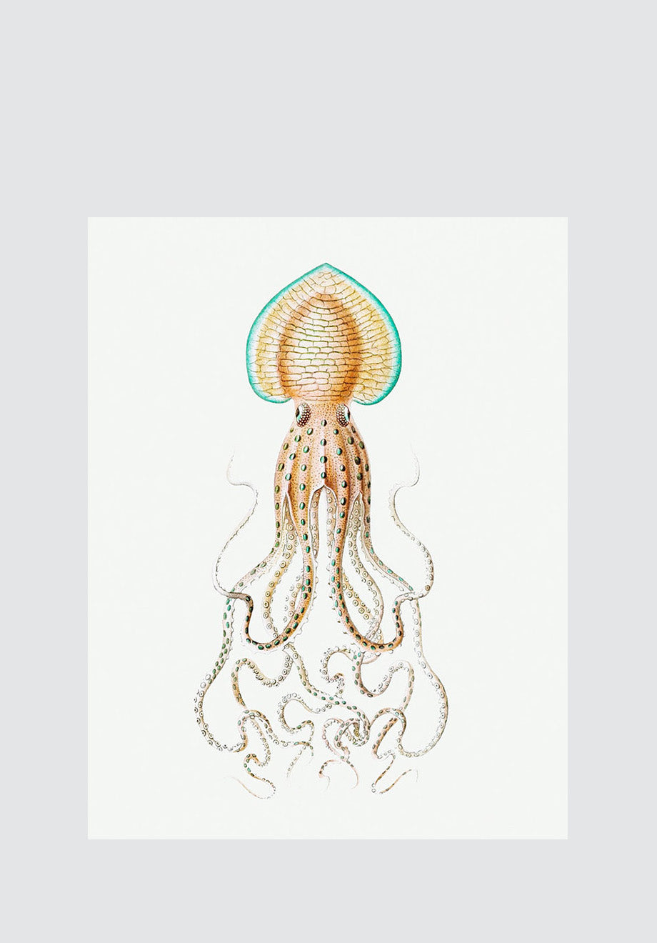 Vintage Octopus 7 Print