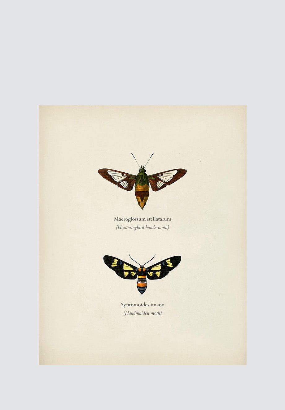 Moths & Butterflies 1 Print
