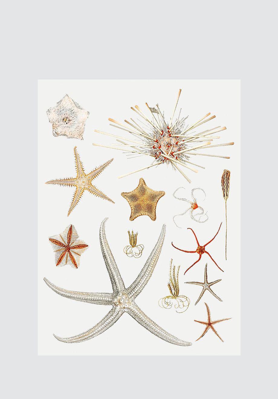Starfish Variety 1 Print