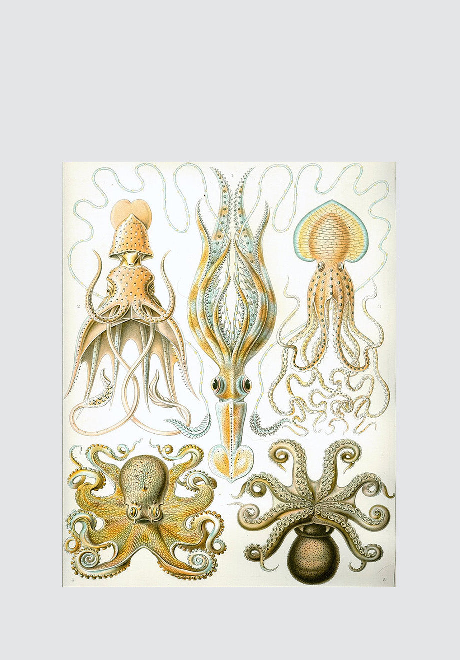Vintage Octopus 6 Print