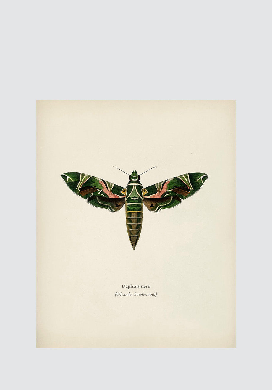 Moths & Butterflies 2 Print