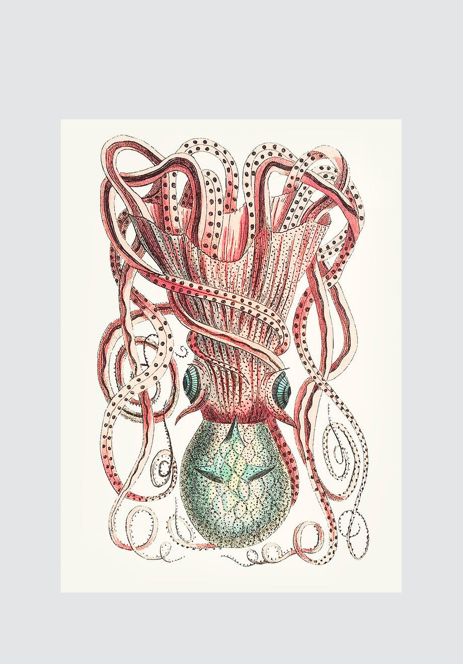 Vintage Octopus 1 Print