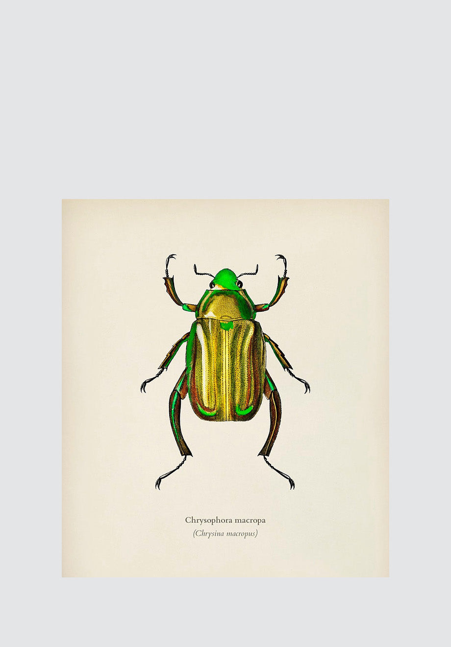 Beetle Plate 2 Print