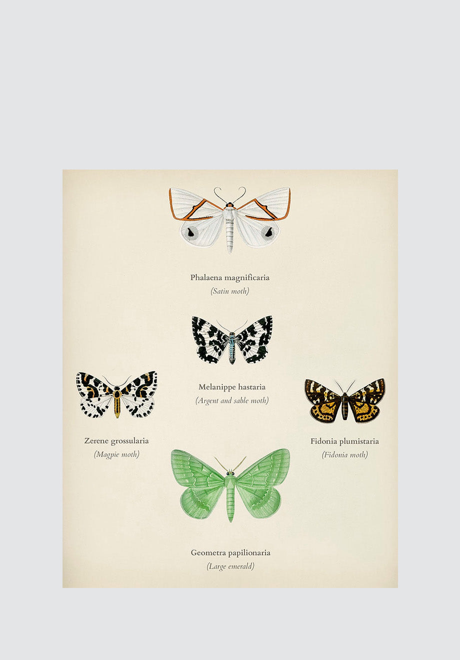 Moths & Butterflies 7 Print