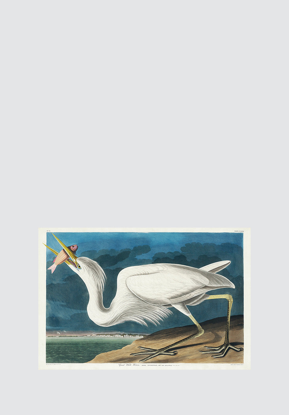 Great White Heron Print