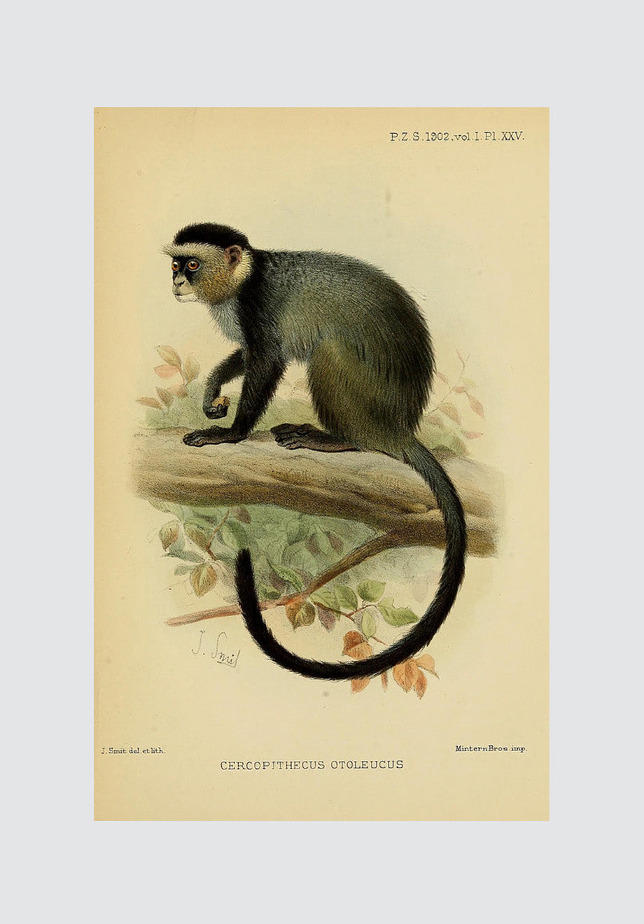 Vintage Monkey 2 Print