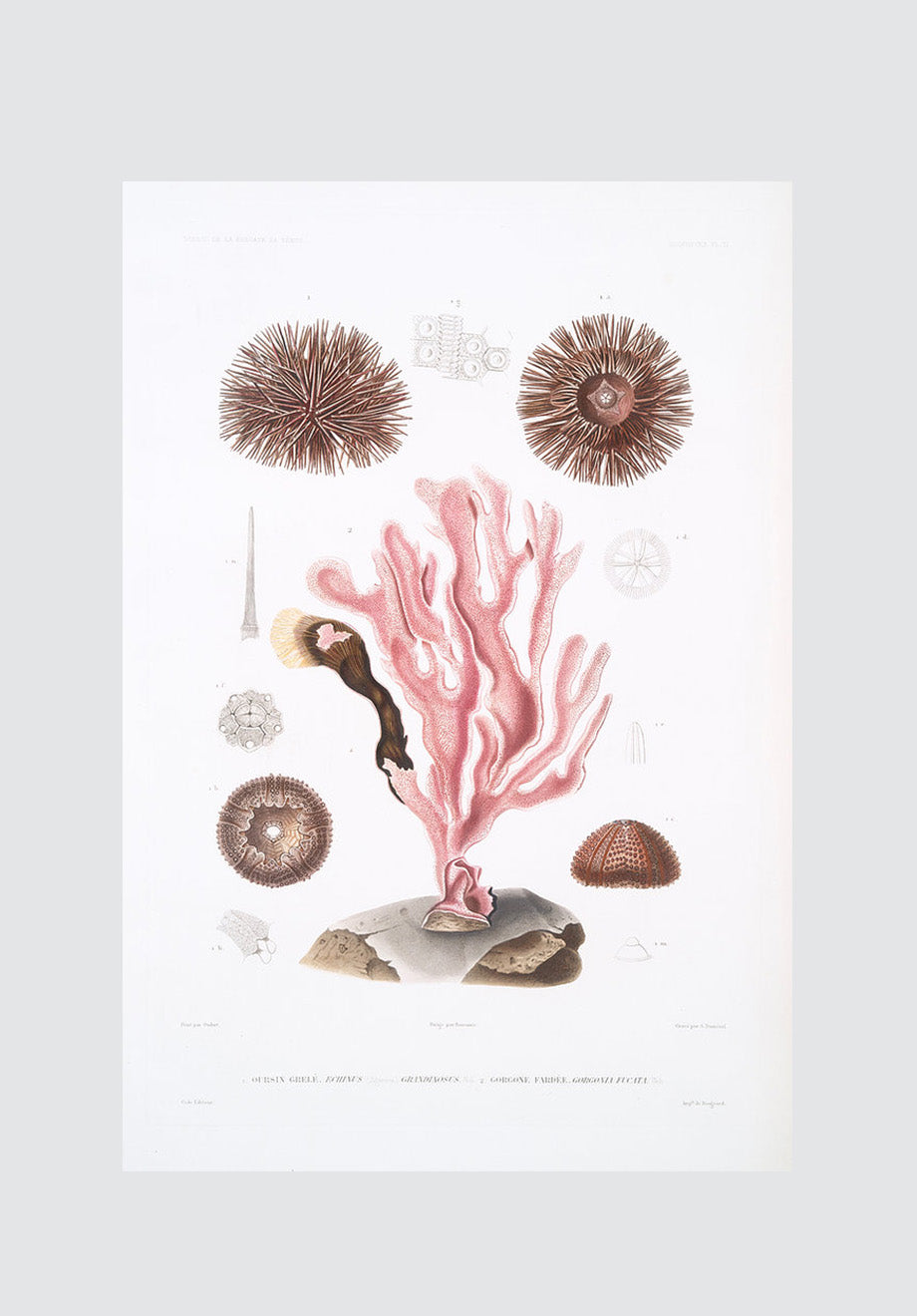 Coral Plate 1 Print