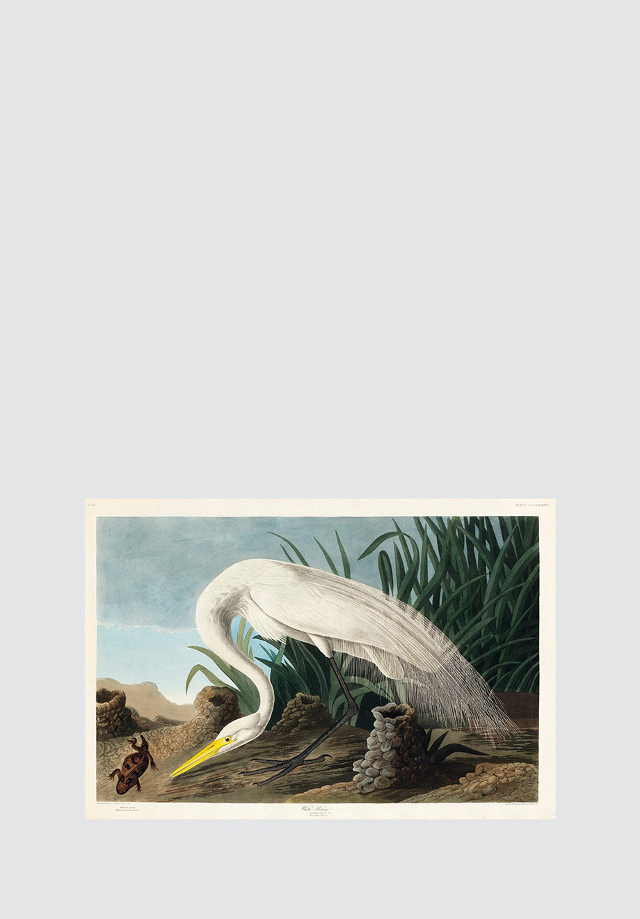 White Heron Print