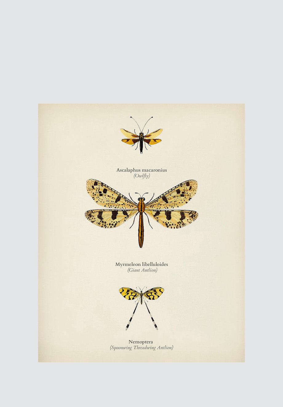Winged Insects 4 Print
