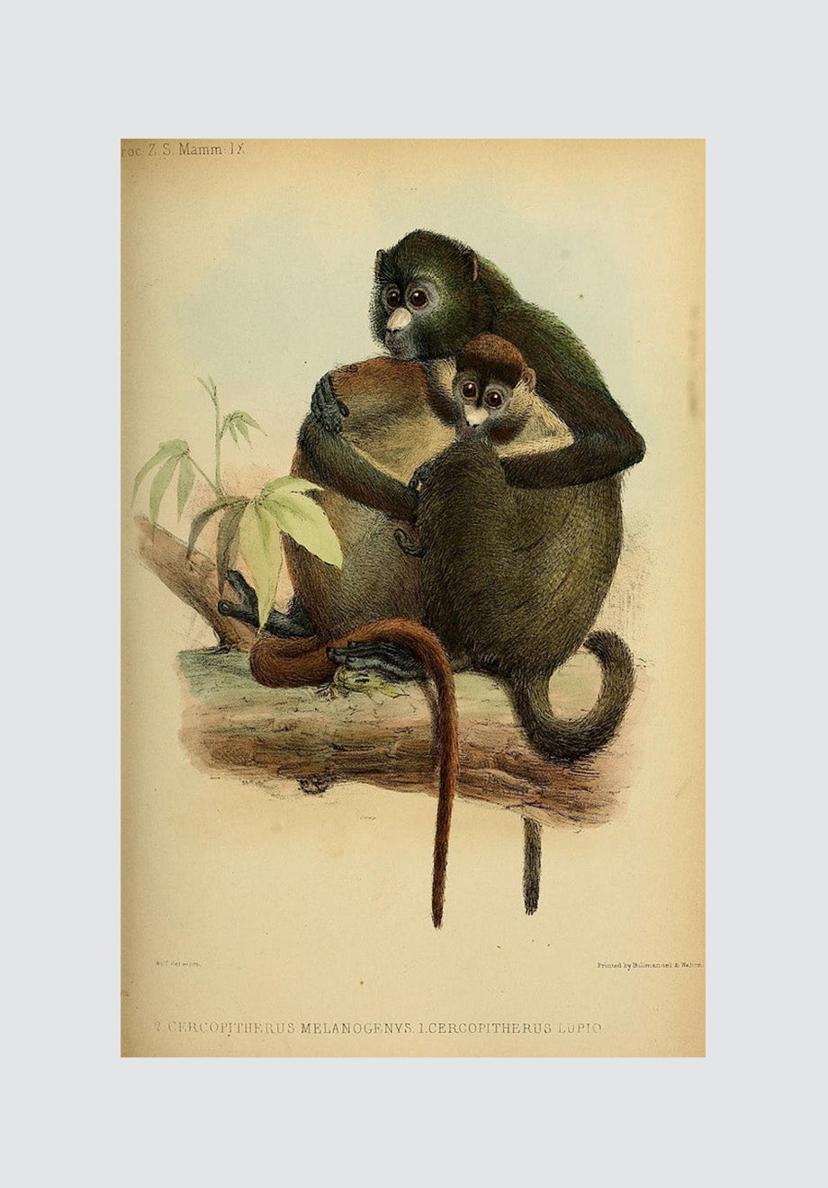 Vintage Monkey 7 Print