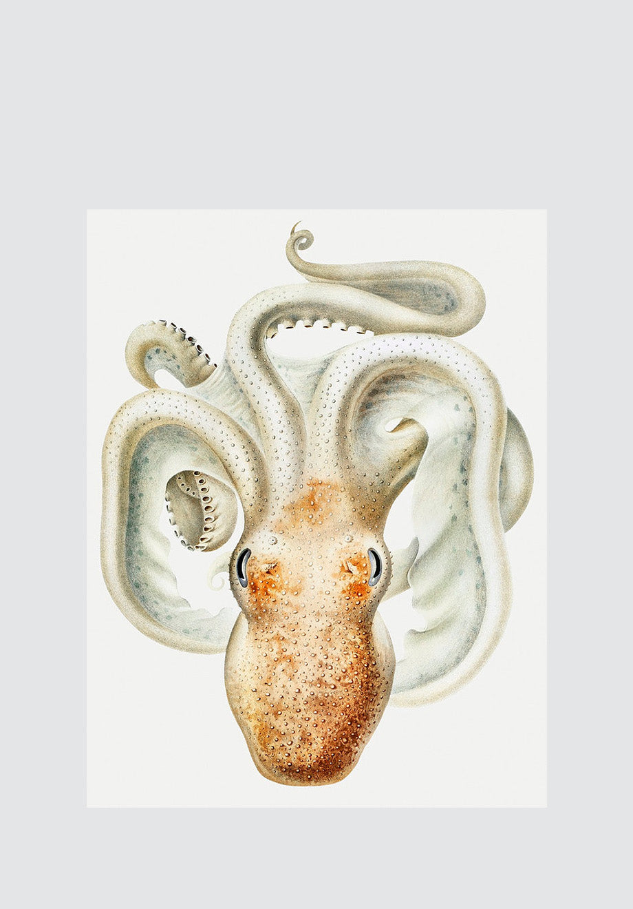 Velodona Octopus II Print